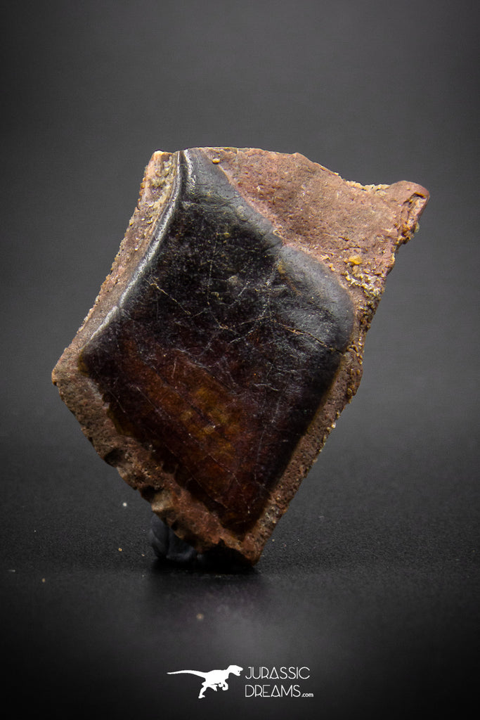 03307 - Collector Grade 1.66 Inch Lepidotes pankowskii Ganoid Scale From Kem Kem Basin