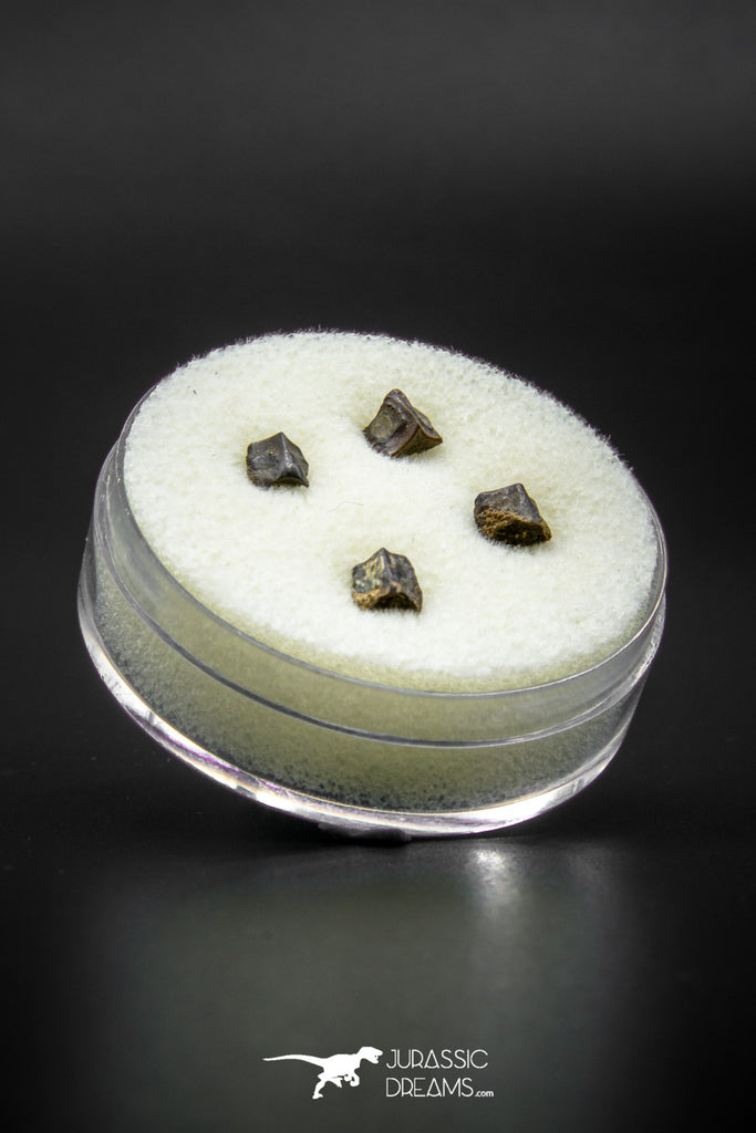 04031 - Collection of 4 Brachylophosaurus Dinosaur Teeth Judith River Fm