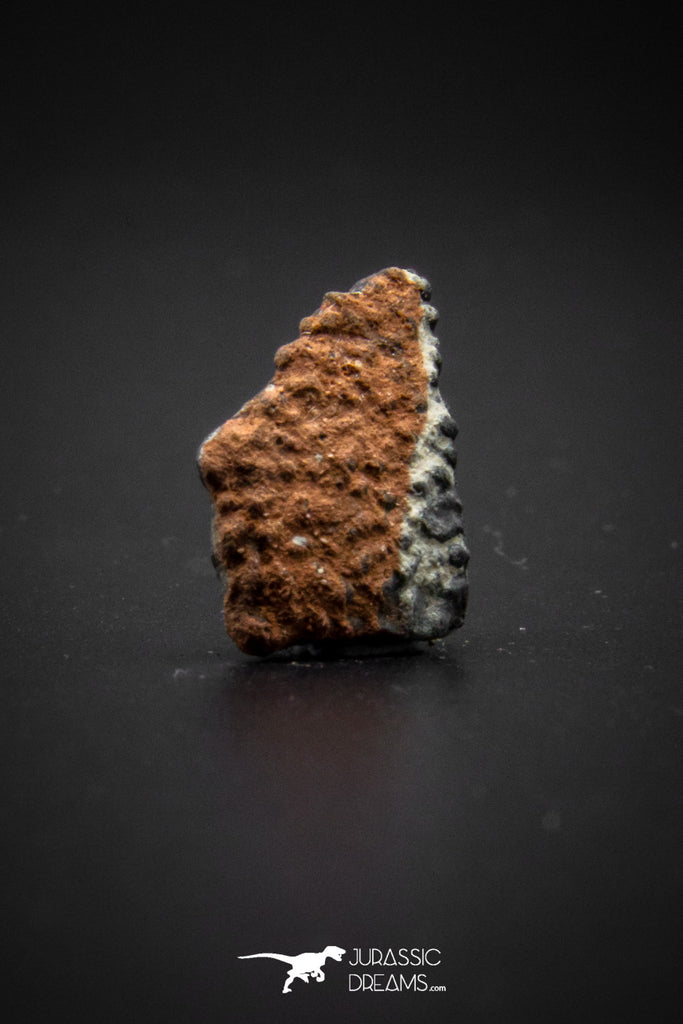 04036 - Nicely Preserved 0.77 Inch Oviraptor Egg Shell Gobi Desert Djadokhta Formation Mongolia