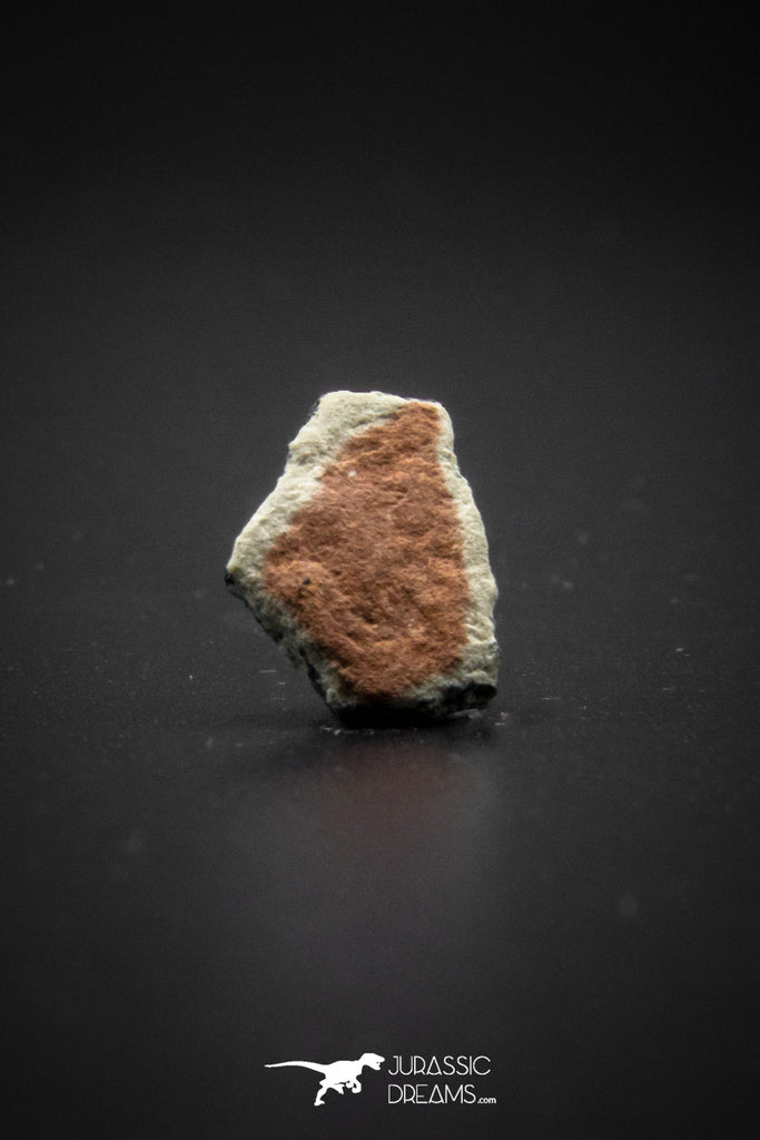 04038 - Nicely Preserved 0.52 Inch Hadrosaurus Egg Shell Henan (China) Qiupa Fm