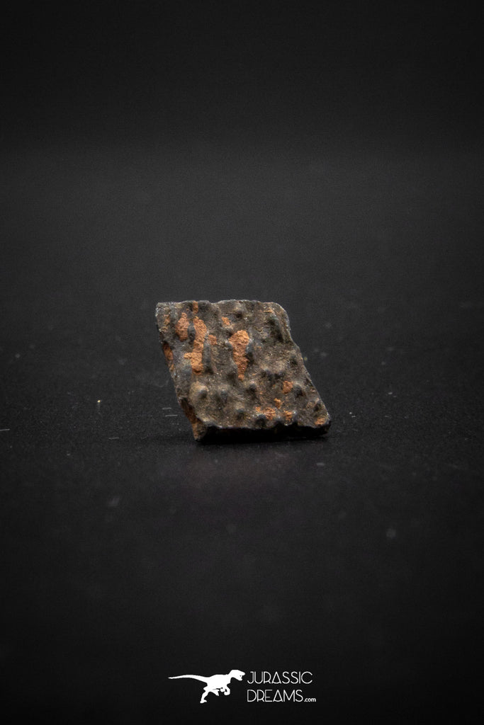 04039 - Nicely Preserved 0.56 Inch Oviraptor Egg Shell Gobi Desert Djadokhta Formation Mongolia