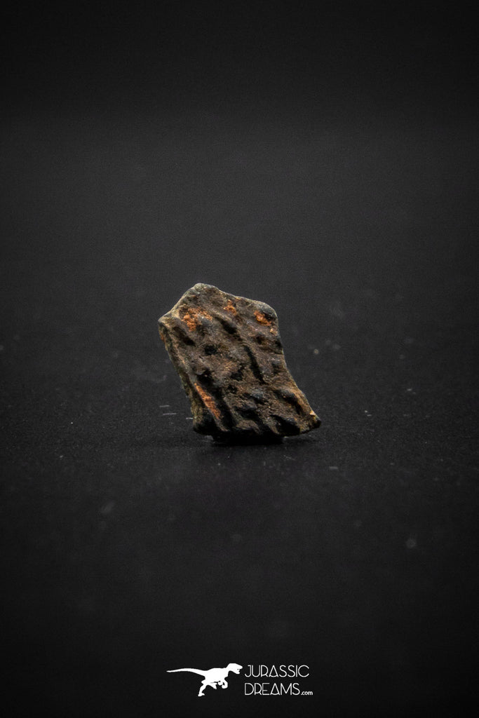 04040 - Nicely Preserved 0.45 Inch Oviraptor Egg Shell Gobi Desert Djadokhta Formation Mongolia