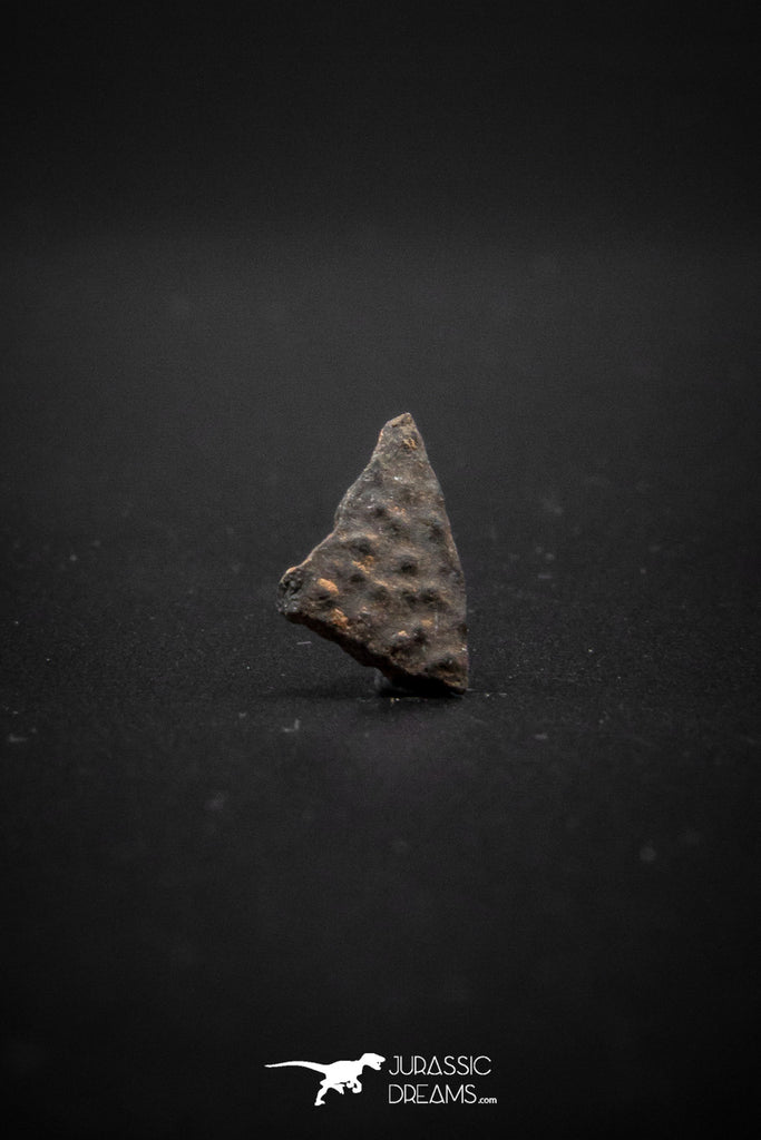 04045 - Nicely Preserved 0.54 Inch Oviraptor Egg Shell Gobi Desert Djadokhta Formation Mongolia