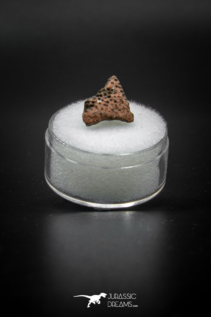 04050 - Nicely Preserved 0.68 Inch Oviraptor Egg Shell Gobi Desert Djadokhta Formation Mongolia