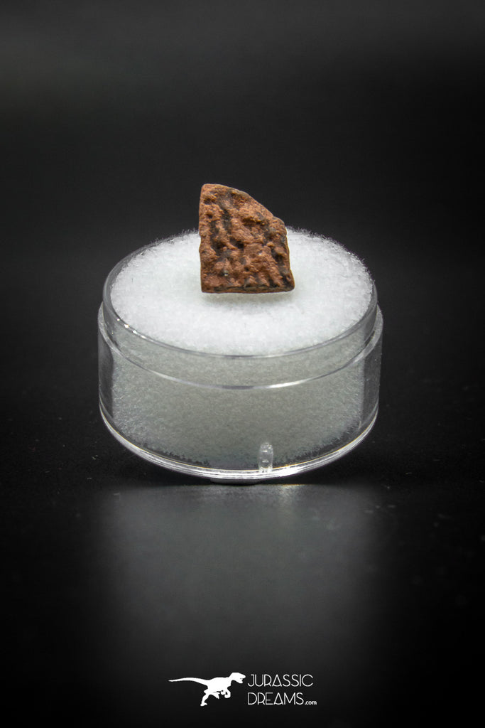 04053 - Nicely Preserved 0.49 Inch Oviraptor Egg Shell Gobi Desert Djadokhta Formation Mongolia