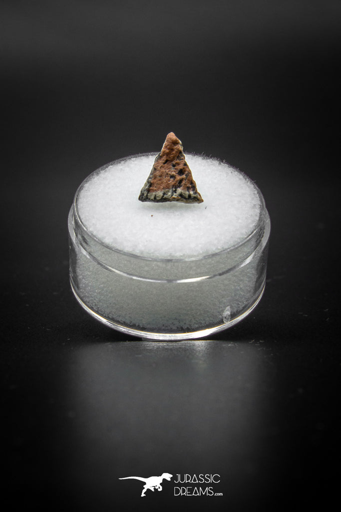 04083 - Nicely Preserved 0.45 Inch Oviraptor Egg Shell Gobi Desert Djadokhta Formation Mongolia