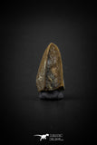 04089 - Collector Grade 0.63 Inch Edmontosaurus Hadrosaur Dinosaur Tooth
