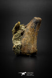 04094 - Nicely Preserved 1.51’’ Tyrannosaurus rex Dinosaur Tooth in Natural Matrix Hell Creek Fm