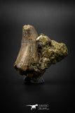 04094 - Nicely Preserved 1.51’’ Tyrannosaurus rex Dinosaur Tooth in Natural Matrix Hell Creek Fm
