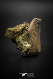 04094 - Nicely Preserved 1.51’’ Tyrannosaurus rex Dinosaur Tooth in Natural Matrix Hell Creek Fm