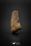 04095 - Nicely Preserved 1.15’’ Nanotyrannus lancensis Dinosaur Tooth Hell Creek Fm