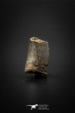 04097 - Great Partial 0.73’’ Nanotyrannus lancensis Dinosaur Tooth Hell Creek Fm