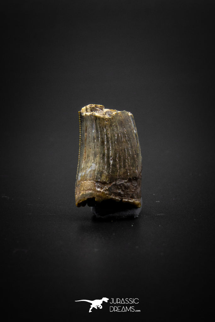 04097 - Great Partial 0.73’’ Nanotyrannus lancensis Dinosaur Tooth Hell Creek Fm