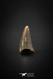 04099 - Nicely Preserved 0.68’’ Nanotyrannus lancensis Dinosaur Tooth Hell Creek Fm