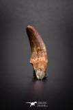 04151 - Beautiful 1.05 Inch Elosuchus Cherifiensis Crocodile Tooth From Kem Kem