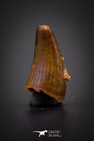 04167 - Beautiful 0.51 Inch Elosuchus Cherifiensis Crocodile Tooth From Kem Kem
