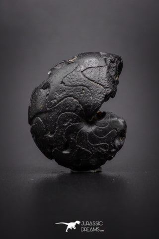 04180 - Superb Pyritized 1.00 Inch Goniatites Devonian Cephalopod