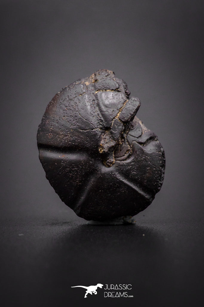 04182 - Superb Pyritized 0.79 Inch Goniatites Devonian Cephalopod