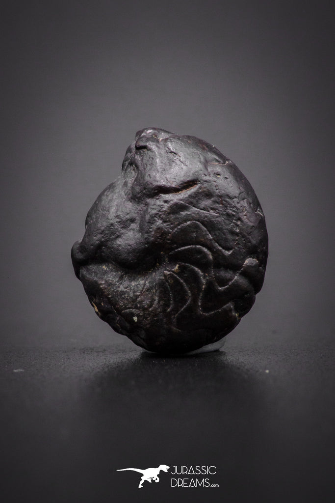 04183 - Superb Pyritized 0.57 Inch Goniatites Devonian Cephalopod