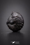 04183 - Superb Pyritized 0.57 Inch Goniatites Devonian Cephalopod