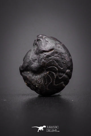 04183 - Superb Pyritized 0.57 Inch Goniatites Devonian Cephalopod