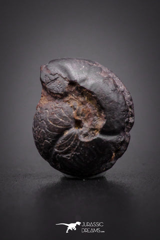 04184 - Superb Pyritized 0.52 Inch Goniatites Devonian Cephalopod