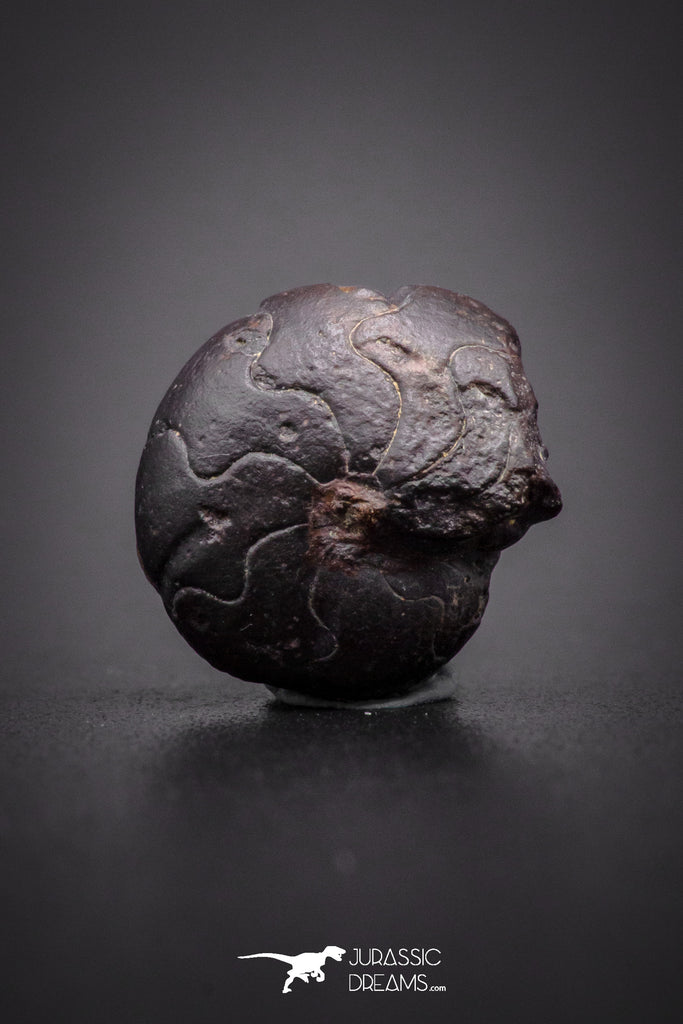 04185 - Superb Pyritized 0.48 Inch Goniatites Devonian Cephalopod