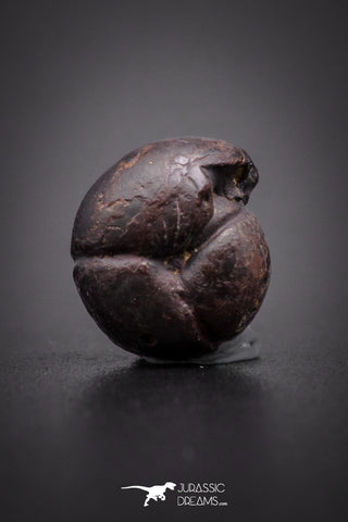 04186 - Superb Pyritized 0.41 Inch Goniatites Devonian Cephalopod