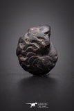 04187 - Superb Pyritized 0.42 Inch Goniatites Devonian Cephalopod