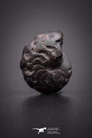 04187 - Superb Pyritized 0.42 Inch Goniatites Devonian Cephalopod