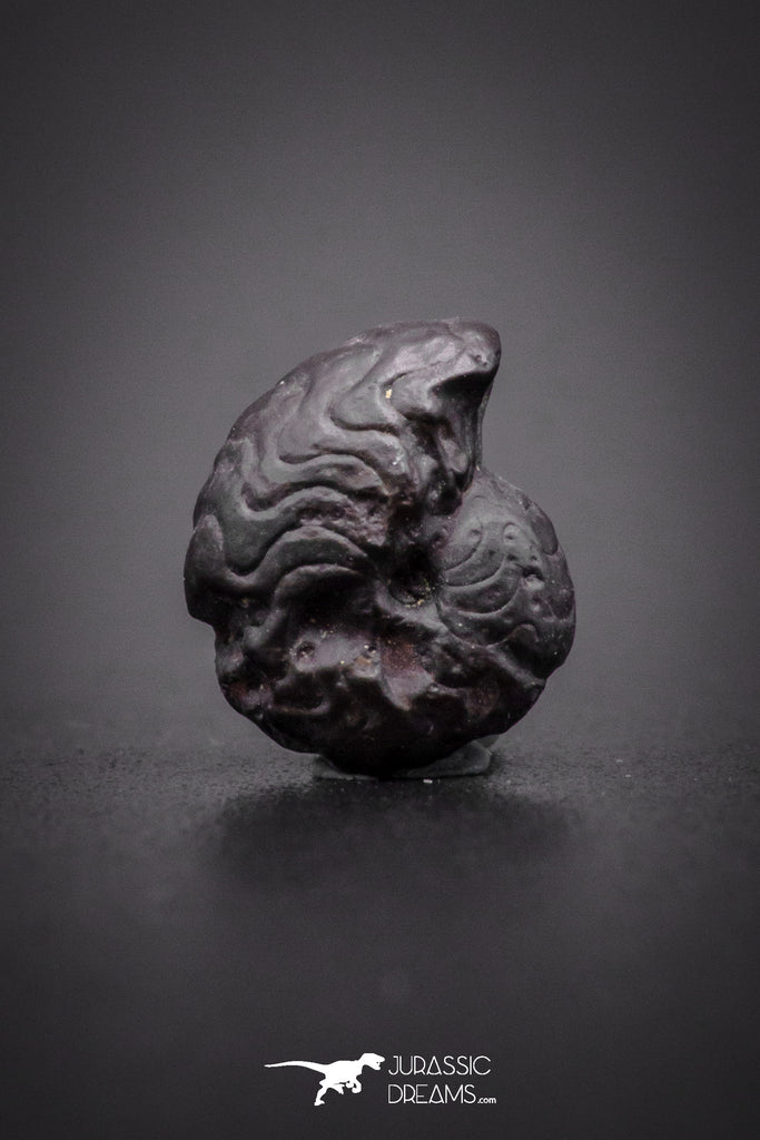 04188 - Superb Pyritized 0.35 Inch Goniatites Devonian Cephalopod