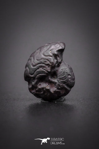 04188 - Superb Pyritized 0.35 Inch Goniatites Devonian Cephalopod