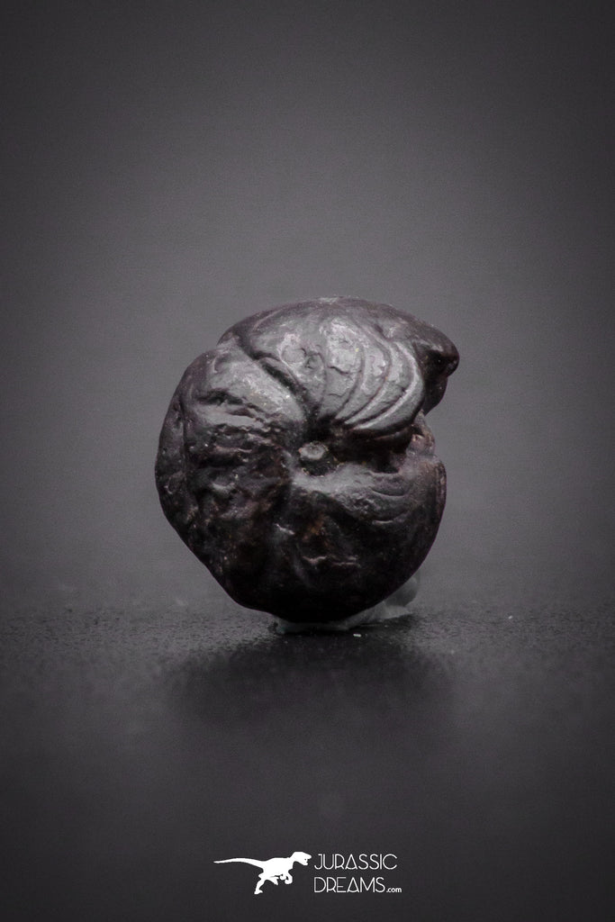 04189 - Superb Pyritized 0.31 Inch Goniatites Devonian Cephalopod