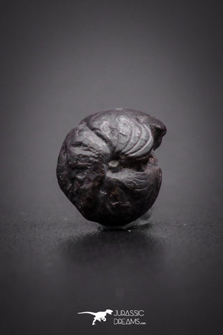 04189 - Superb Pyritized 0.31 Inch Goniatites Devonian Cephalopod