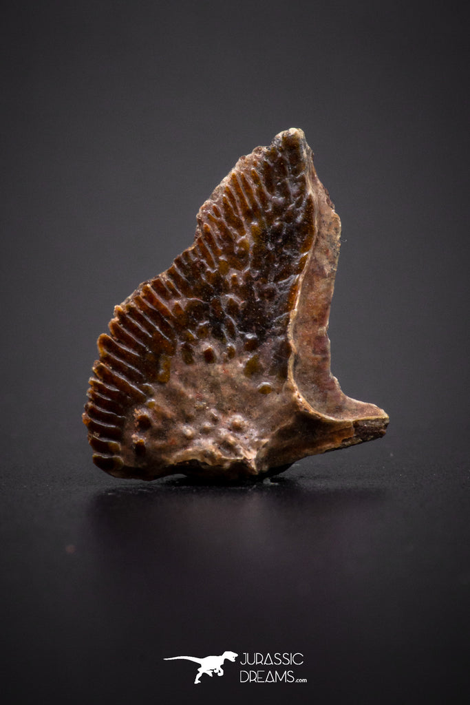 04195 - Rare Unidentified 0.86 Inch Partial Body Fish With Scales From Kem Kem Basin