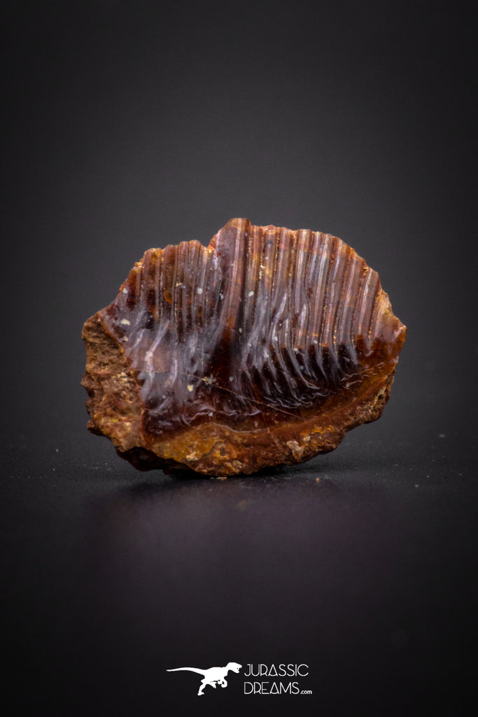 04230 - Beautiful Well Preserved Rare Gar Fish Scale (Obaichthys africanus) From Kem Kem Basin