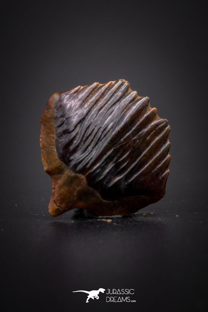 04233 - Beautiful Well Preserved Rare Gar Fish Scale (Obaichthys africanus) From Kem Kem Basin