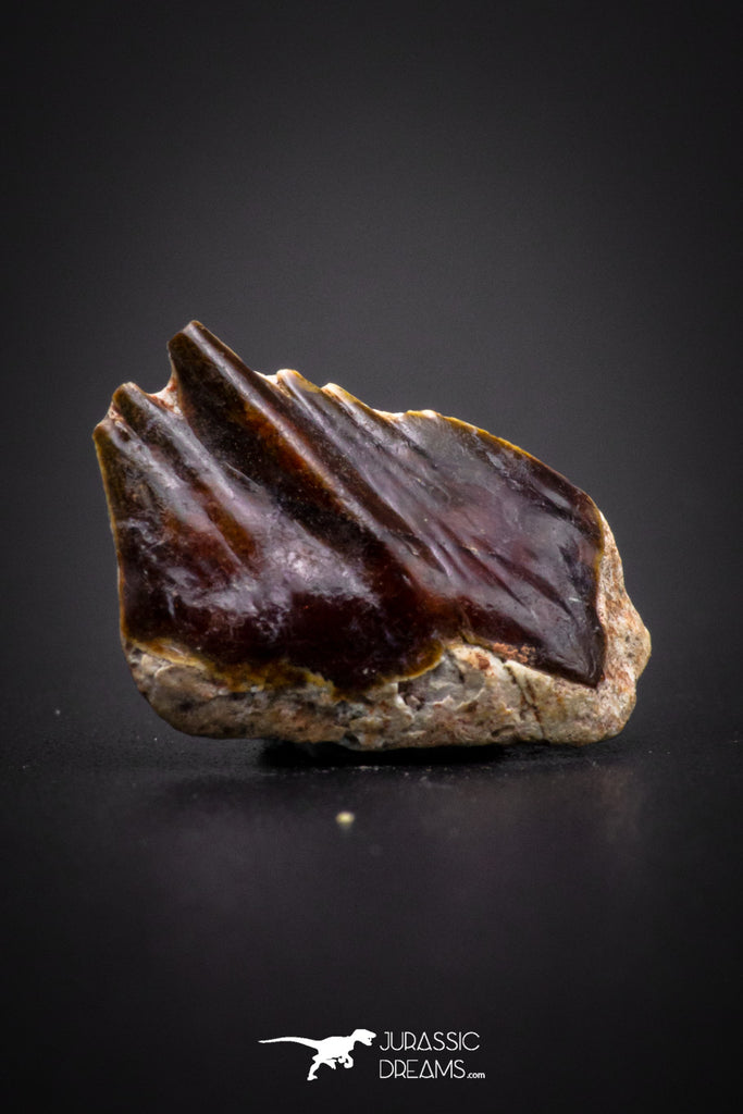 04234 - Beautiful Well Preserved Rare Gar Fish Scale (Obaichthys africanus) From Kem Kem Basin