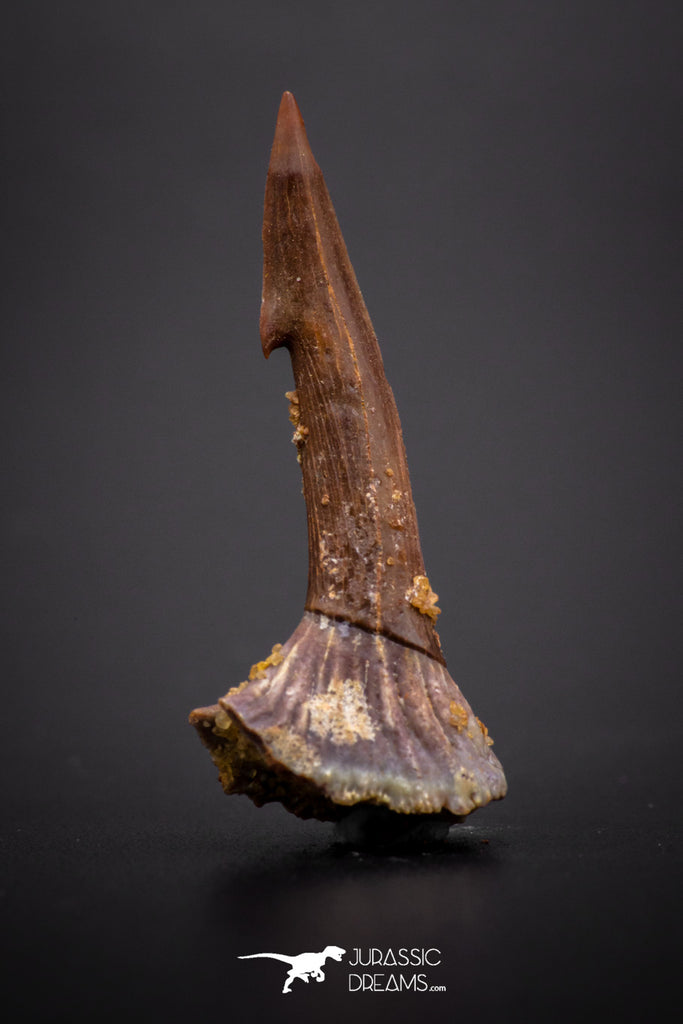 04249 - Well Preserved Juvenile 1.29 Inch Onchopristis Cretaceous Sawfish Rostral Barb