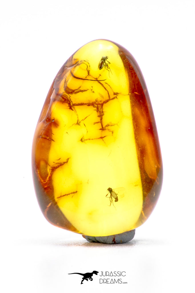 04269 - Well Preserved 0.65 Inch Baltic Amber With An Double Inclusion Of Fossil Insect (Diptera- Dolichopodidae Fly)