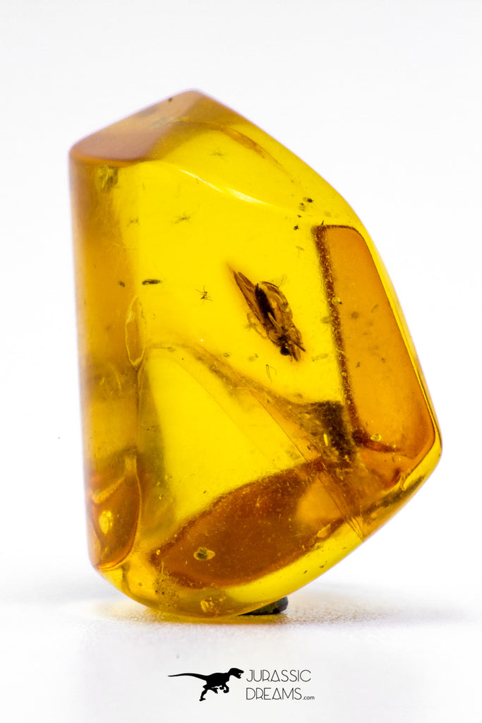 04270 - Well Preserved 0.74 Inch Baltic Amber With An Inclusion Of Fossil Insect (Diptera- Dolichopodidae Fly)