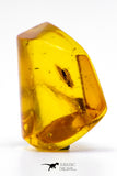 04270 - Well Preserved 0.74 Inch Baltic Amber With An Inclusion Of Fossil Insect (Diptera- Dolichopodidae Fly)
