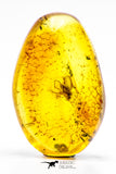 04271 - Well Preserved 0.80 Inch Baltic Amber With An Inclusion Of Fossil Insect (Diptera- Dolichopodidae Fly)