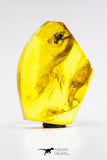 04275 - Well Preserved 0.65 Inch Baltic Amber With An Inclusion Of Fossil Insect (Diptera- Dolichopodidae Fly)