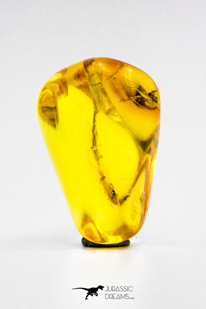 04276 - Well Preserved 0.59 Inch Baltic Amber With An Double Inclusion Of Fossil Insect (Diptera- Dolichopodidae Fly)