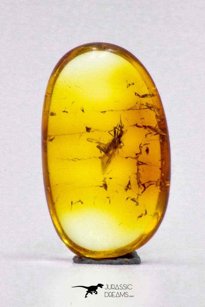 04279 - Collector Grade 0.48 Inch Baltic Amber With An Inclusion Of Fossil Insect (Diptera - Sciaridae Fly)