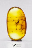 04279 - Collector Grade 0.48 Inch Baltic Amber With An Inclusion Of Fossil Insect (Diptera - Sciaridae Fly)