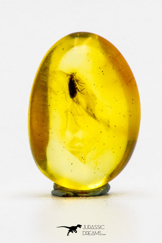 04280 - Rare Unidentified 0.38 Inch Baltic Amber With An Inclusion Of Fossil Insect ¿Coleoptera?