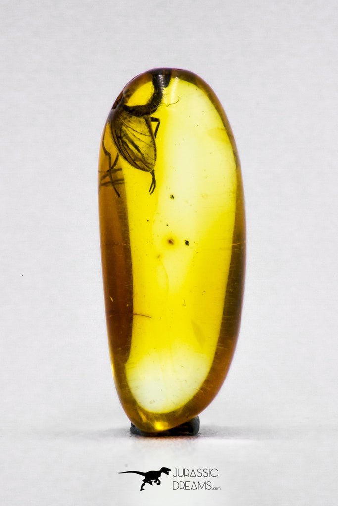 04281 - Collector Grade 0.56 Inch Baltic Amber With An Inclusion Of Fossil Insect (Diptera - Sciaridae Fly)
