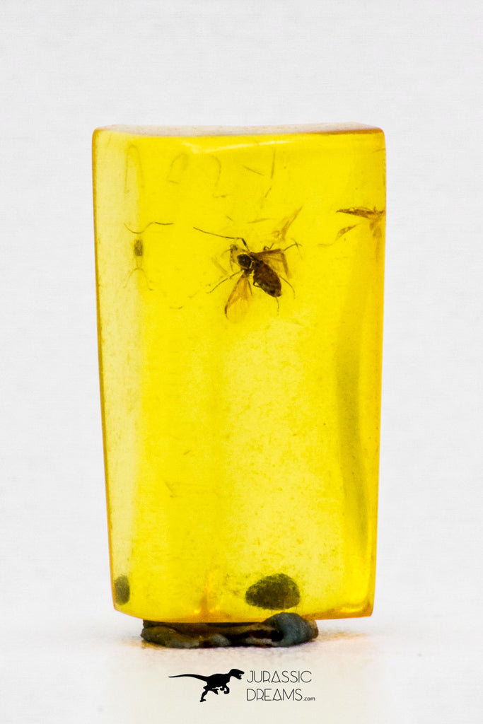 04282 - Well Preserved 0.35 Inch Baltic Amber With An Inclusion Of Fossil Insect (Diptera- Dolichopodidae Fly)